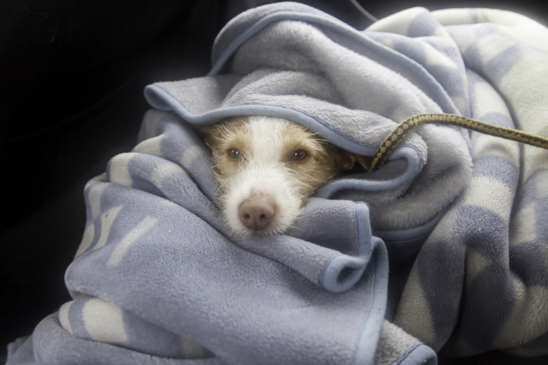 moving company moving companies